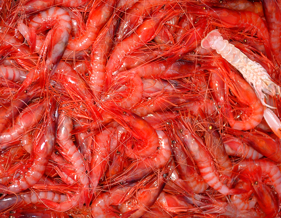 D&oacute;nde Comer